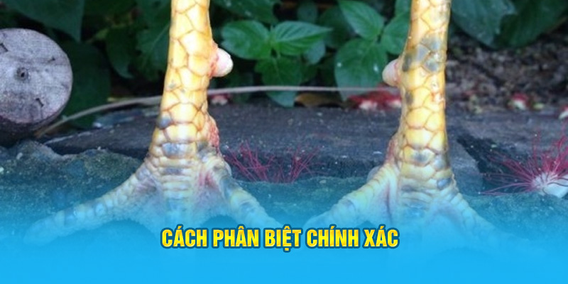Vảy Gà Huyền Trâm Có Những Đặc Điểm Gì Dễ Nhận Biết Nhất? - hình ảnh - zwucfrskj.top Vảy Gà Huyền Trâm Có Những Đặc Điểm Gì Dễ Nhận Biết Nhất? - hình ảnh - zwucfrskj.top