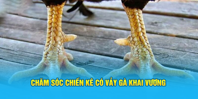 Vảy Gà Khai Vương – “Siêu Phẩm” Trong Giới Gà Chọi Hi88 - hình ảnh - zwucfrskj.top Vảy Gà Khai Vương – “Siêu Phẩm” Trong Giới Gà Chọi Hi88 - hình ảnh - zwucfrskj.top