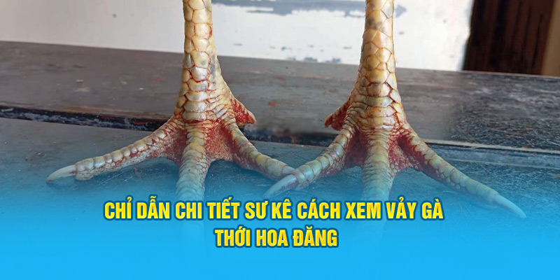 Vảy Gà Thới Hoa Đăng – Biểu Tượng Cho Sự Mạnh Mẽ Chiến Kê - hình ảnh - zwucfrskj.top Vảy Gà Thới Hoa Đăng – Biểu Tượng Cho Sự Mạnh Mẽ Chiến Kê - hình ảnh - zwucfrskj.top