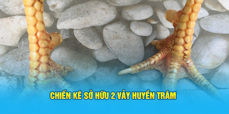 Vảy Gà Huyền Trâm Có Những Đặc Điểm Gì Dễ Nhận Biết Nhất? - hình ảnh - zwucfrskj.top Vảy Gà Huyền Trâm Có Những Đặc Điểm Gì Dễ Nhận Biết Nhất? - hình ảnh - zwucfrskj.top