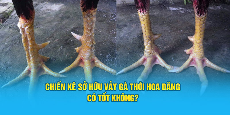 Vảy Gà Thới Hoa Đăng – Biểu Tượng Cho Sự Mạnh Mẽ Chiến Kê - hình ảnh - zwucfrskj.top Vảy Gà Thới Hoa Đăng – Biểu Tượng Cho Sự Mạnh Mẽ Chiến Kê - hình ảnh - zwucfrskj.top