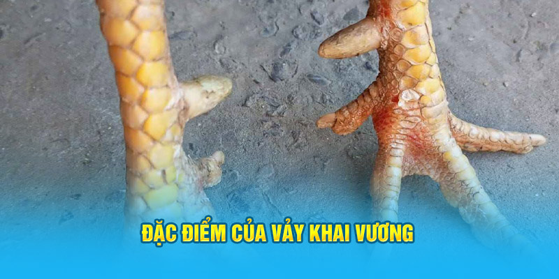 Vảy Gà Khai Vương – “Siêu Phẩm” Trong Giới Gà Chọi Hi88 - hình ảnh - zwucfrskj.top Vảy Gà Khai Vương – “Siêu Phẩm” Trong Giới Gà Chọi Hi88 - hình ảnh - zwucfrskj.top