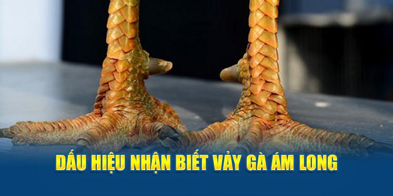 Vảy Gà Ám Long: Bí Ẩn Đằng Sau Vẻ Đẹp Huyền Bí Của Chiến Kê - hình ảnh - zwucfrskj.top