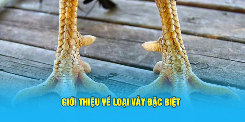 Đặc Điểm Cơ Bản Của Vảy Gà Tứ Hoành Khai Tại Trang Web HI88 - hình ảnh - zwucfrskj.top Đặc Điểm Cơ Bản Của Vảy Gà Tứ Hoành Khai Tại Trang Web HI88 - hình ảnh - zwucfrskj.top