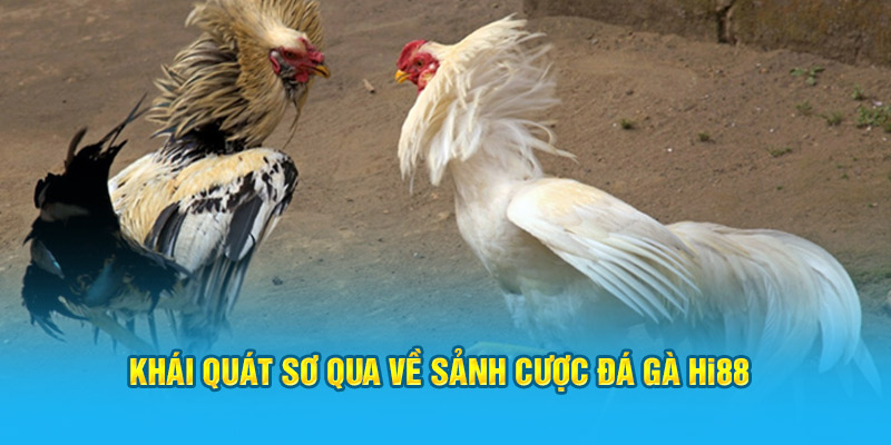 Đá Gà Hi88 - Sảnh Cược Trực Tuyến Top 1 Việt Nam - Hi88 - hình ảnh - zwucfrskj.top Đá Gà Hi88 - Sảnh Cược Trực Tuyến Top 1 Việt Nam - Hi88 - hình ảnh - zwucfrskj.top