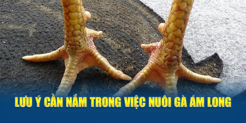 Vảy Gà Ám Long: Bí Ẩn Đằng Sau Vẻ Đẹp Huyền Bí Của Chiến Kê - hình ảnh - zwucfrskj.top