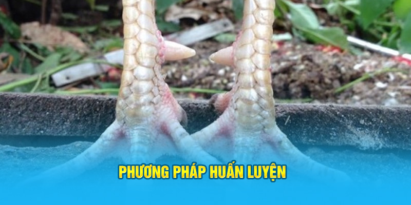 Vảy Gà Huyền Trâm Có Những Đặc Điểm Gì Dễ Nhận Biết Nhất? - hình ảnh - zwucfrskj.top Vảy Gà Huyền Trâm Có Những Đặc Điểm Gì Dễ Nhận Biết Nhất? - hình ảnh - zwucfrskj.top