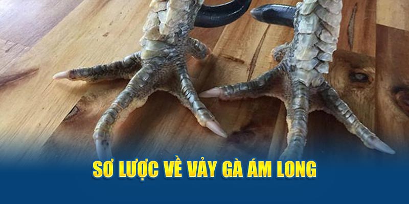 Vảy Gà Ám Long: Bí Ẩn Đằng Sau Vẻ Đẹp Huyền Bí Của Chiến Kê - hình ảnh - zwucfrskj.top