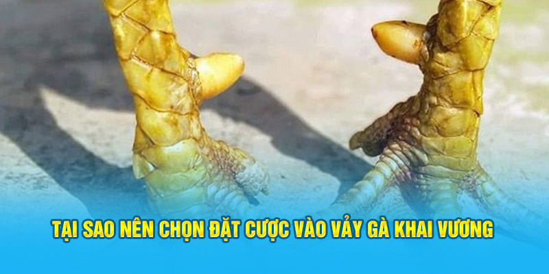 Vảy Gà Khai Vương – “Siêu Phẩm” Trong Giới Gà Chọi Hi88 - hình ảnh - zwucfrskj.top Vảy Gà Khai Vương – “Siêu Phẩm” Trong Giới Gà Chọi Hi88 - hình ảnh - zwucfrskj.top