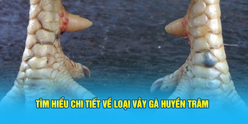 Vảy Gà Huyền Trâm Có Những Đặc Điểm Gì Dễ Nhận Biết Nhất? - hình ảnh - zwucfrskj.top Vảy Gà Huyền Trâm Có Những Đặc Điểm Gì Dễ Nhận Biết Nhất? - hình ảnh - zwucfrskj.top