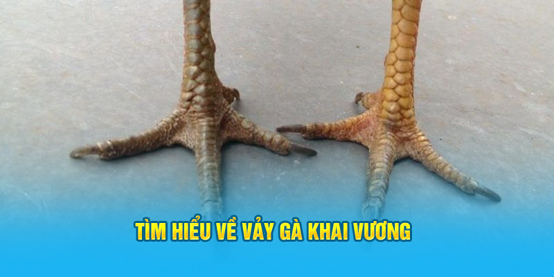 Vảy Gà Khai Vương – “Siêu Phẩm” Trong Giới Gà Chọi Hi88 - hình ảnh - zwucfrskj.top Vảy Gà Khai Vương – “Siêu Phẩm” Trong Giới Gà Chọi Hi88 - hình ảnh - zwucfrskj.top