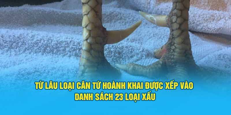 Đặc Điểm Cơ Bản Của Vảy Gà Tứ Hoành Khai Tại Trang Web HI88 - hình ảnh - zwucfrskj.top Đặc Điểm Cơ Bản Của Vảy Gà Tứ Hoành Khai Tại Trang Web HI88 - hình ảnh - zwucfrskj.top