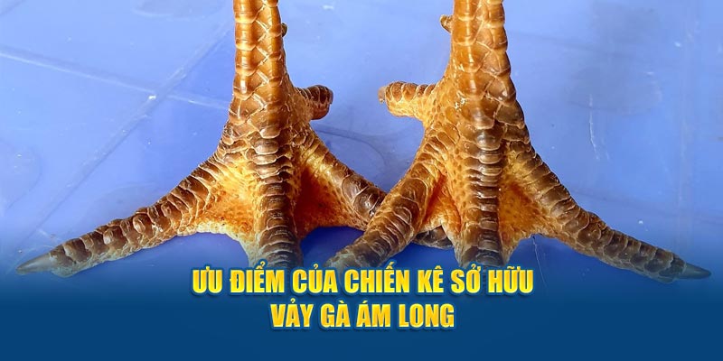 Vảy Gà Ám Long: Bí Ẩn Đằng Sau Vẻ Đẹp Huyền Bí Của Chiến Kê - hình ảnh - zwucfrskj.top