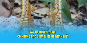 Đá Gà Hi88 - Sảnh Cược Trực Tuyến Top 1 Việt Nam - Hi88 - hình ảnh - zwucfrskj.top