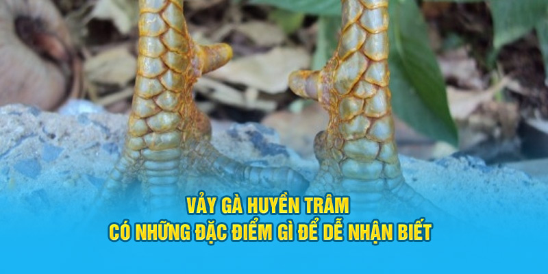Vảy Gà Huyền Trâm Có Những Đặc Điểm Gì Dễ Nhận Biết Nhất? - hình ảnh - zwucfrskj.top Vảy Gà Huyền Trâm Có Những Đặc Điểm Gì Dễ Nhận Biết Nhất? - hình ảnh - zwucfrskj.top