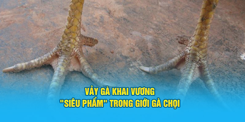 Vảy Gà Khai Vương – “Siêu Phẩm” Trong Giới Gà Chọi Hi88 - hình ảnh - zwucfrskj.top Vảy Gà Khai Vương – “Siêu Phẩm” Trong Giới Gà Chọi Hi88 - hình ảnh - zwucfrskj.top