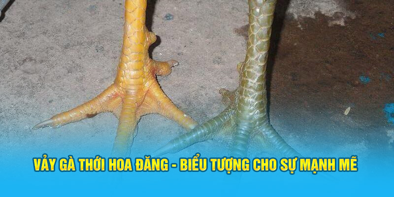 Vảy Gà Thới Hoa Đăng – Biểu Tượng Cho Sự Mạnh Mẽ Chiến Kê - hình ảnh - zwucfrskj.top Vảy Gà Thới Hoa Đăng – Biểu Tượng Cho Sự Mạnh Mẽ Chiến Kê - hình ảnh - zwucfrskj.top
