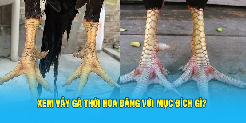 Vảy Gà Thới Hoa Đăng – Biểu Tượng Cho Sự Mạnh Mẽ Chiến Kê - hình ảnh - zwucfrskj.top Vảy Gà Thới Hoa Đăng – Biểu Tượng Cho Sự Mạnh Mẽ Chiến Kê - hình ảnh - zwucfrskj.top